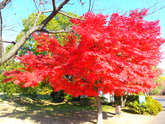 11/22 労使共催ウォーキング大会@立川・昭和記念公園_b0042308_2385422.jpg