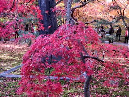 人だらけの紅葉の東福寺_a0164011_21452670.jpg