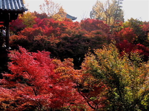 人だらけの紅葉の東福寺_a0164011_2145537.jpg