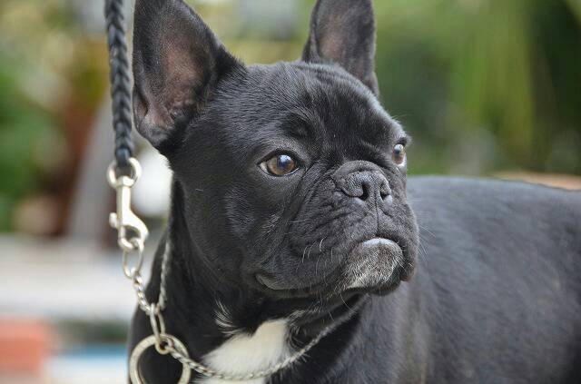 フレンチブルドッグ ベビーの成長 ﾟ ﾟ ﾟ ﾟ The Royal Family French Bulldog Breeder