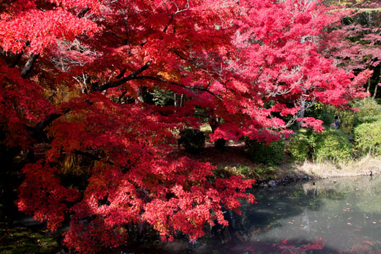 14紅葉めぐり 35 府立植物園_e0048413_2043565.jpg