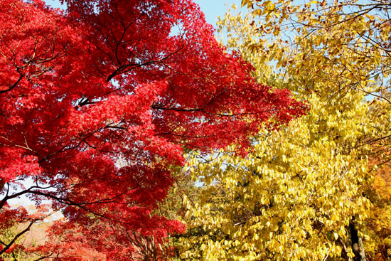 14紅葉めぐり 35 府立植物園_e0048413_2045839.jpg
