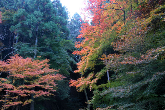 14紅葉めぐり 36 日向大神宮_e0048413_2050137.jpg