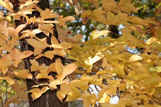 14紅葉めぐり 35 府立植物園_e0048413_2051212.jpg