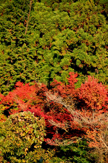 14紅葉めぐり 37 菜園秋景色_e0048413_21191857.jpg