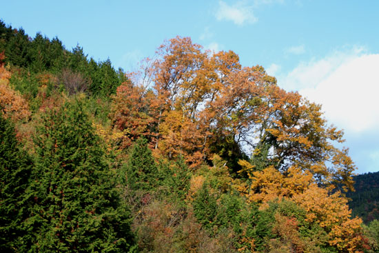 14紅葉めぐり 37 菜園秋景色_e0048413_21192719.jpg