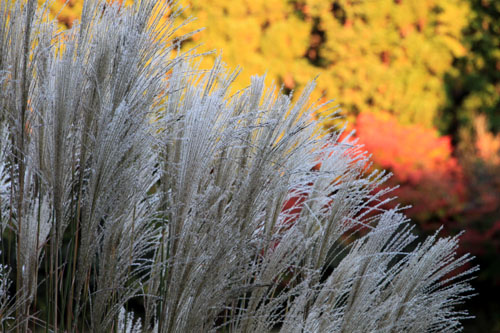 14紅葉めぐり 37 菜園秋景色_e0048413_2119449.jpg