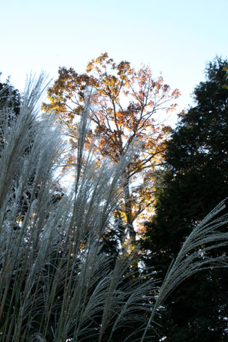 14紅葉めぐり 37 菜園秋景色_e0048413_21201092.jpg