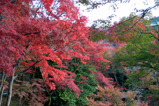14紅葉めぐり 38 清水寺_e0048413_2213194.jpg