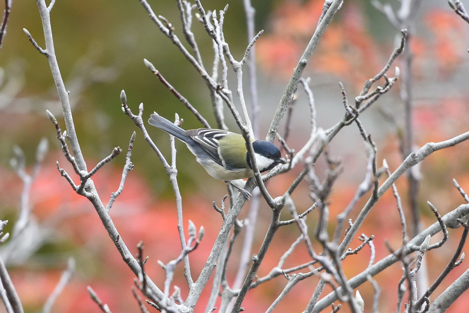 蓮光寺紅葉_f0133213_21331158.jpg