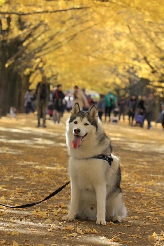 昭和記念公園に紅葉狩りへGo!@2014_b0207615_22300680.jpg