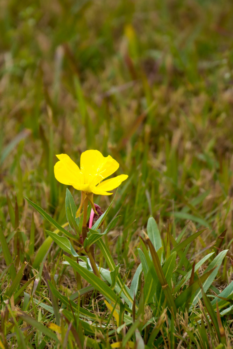 芝生の中で咲く花 Welcome To Sasaki S Photoblog