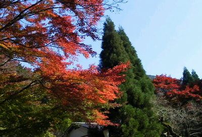 紅葉も見頃です_e0234016_1943935.jpg