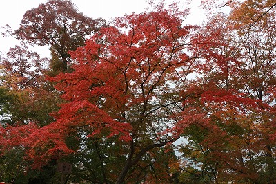 京都　北野天満宮　もみじ狩り_f0234316_17412617.jpg