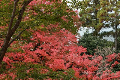 京都　北野天満宮　もみじ狩り_f0234316_1742131.jpg