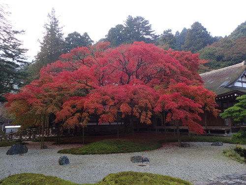 雷と巨木の神_a0315918_12134218.jpg