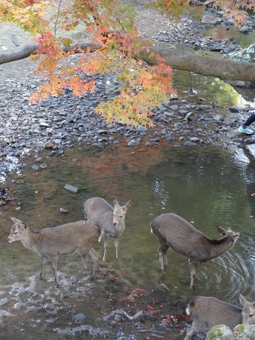 奈良公園　　２０１４・１１・２４_f0000521_07183515.jpg