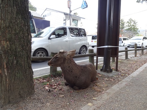 奈良公園　　２０１４・１１・２４_f0000521_07482421.jpg