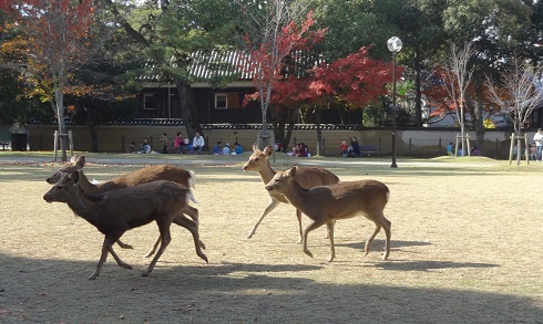 奈良公園　　２０１４・１１・２４_f0000521_07483605.jpg