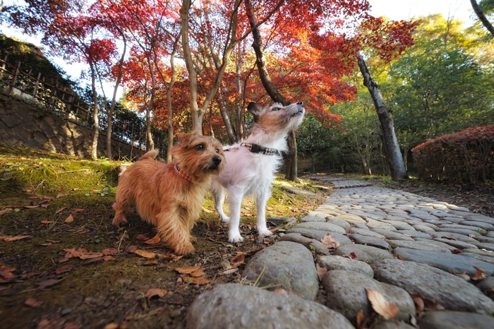 紅葉狩り_c0189822_13582080.jpg