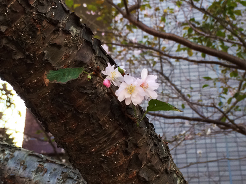 スープジャー 鶏と生姜のぽかぽか中華粥 晩秋の風景・・・_c0103827_2173349.jpg