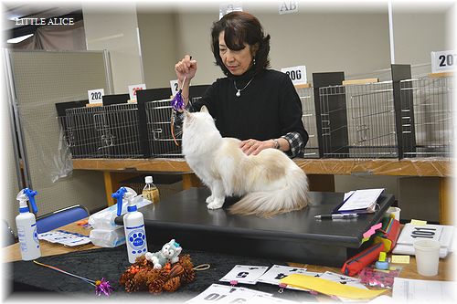 ☆TICA&TCC CAT SHOW 2日目。_c0080132_13740.jpg