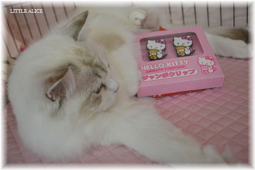 ☆TICA&TCC CAT SHOW 2日目。_c0080132_14257.jpg