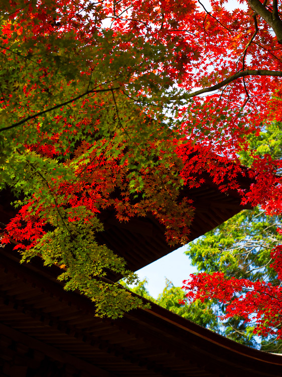 湖東三山紅葉めぐり②_f0129532_18521203.jpg