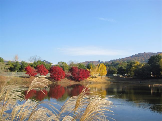 大仏池　　　　　　　　　　奈良県_b0180433_12272415.jpg