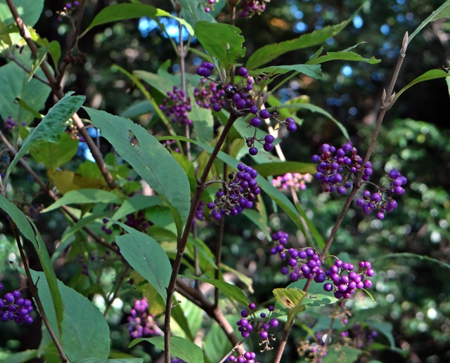 d0037233_99547.jpg