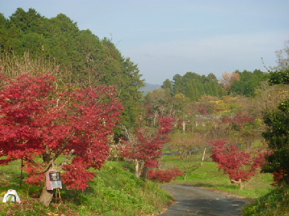 錦秋の北斗農園_b0246036_2281231.jpg