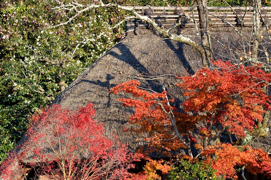 嵯峨嵐山紅葉２０１４－２_d0148541_2033206.jpg
