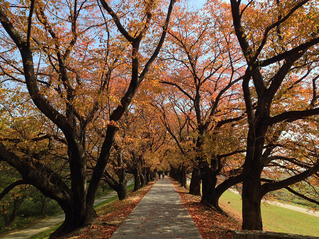 2014/11/24　背割堤　紅葉_b0217643_2120643.jpg