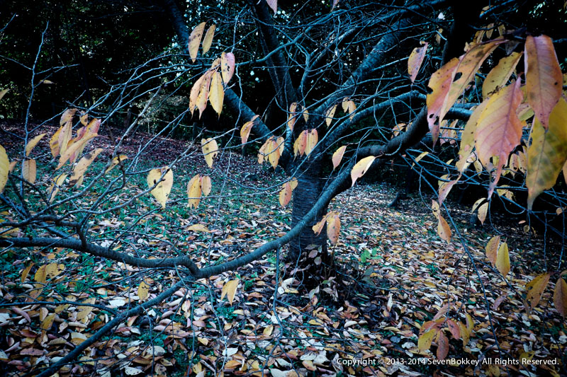 Nara #20_c0226348_21532912.jpg