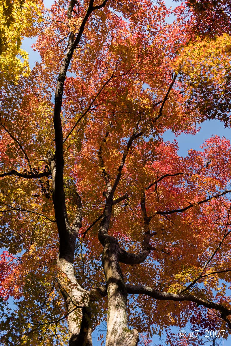 京都の紅葉 2014　〜圓光寺〜_f0152550_1841479.jpg