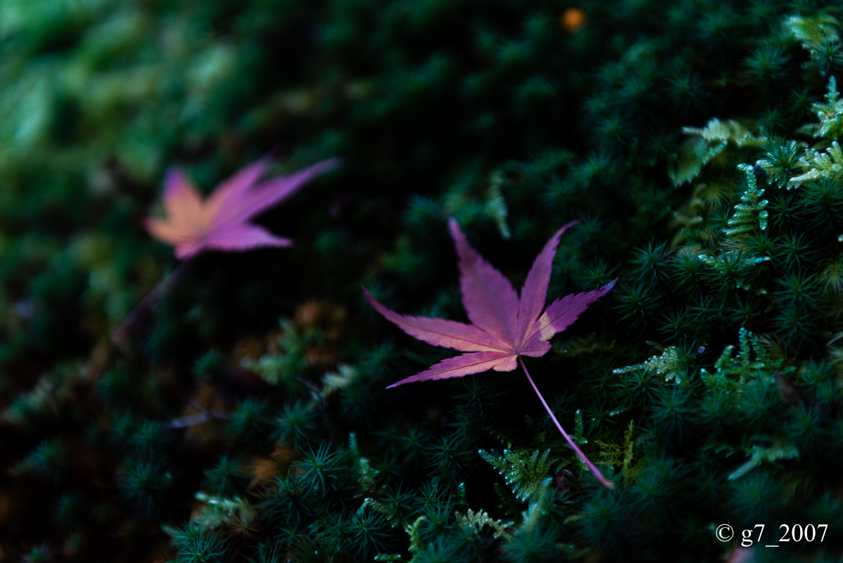 京都の紅葉 2014　〜圓光寺〜_f0152550_1842337.jpg