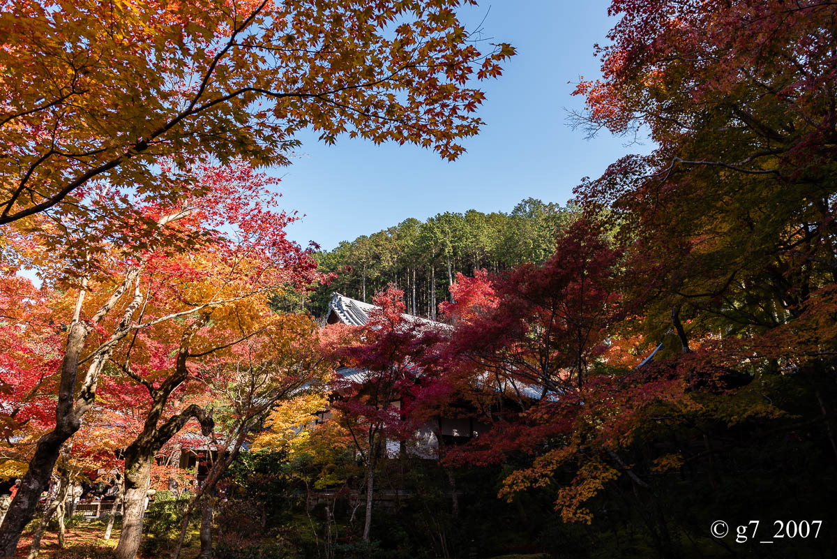 京都の紅葉 2014　〜圓光寺〜_f0152550_18424574.jpg