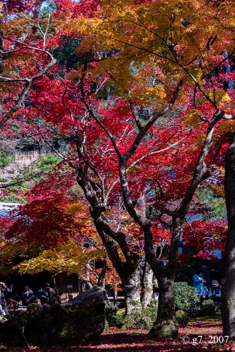 京都の紅葉 2014　〜圓光寺〜_f0152550_18432060.jpg