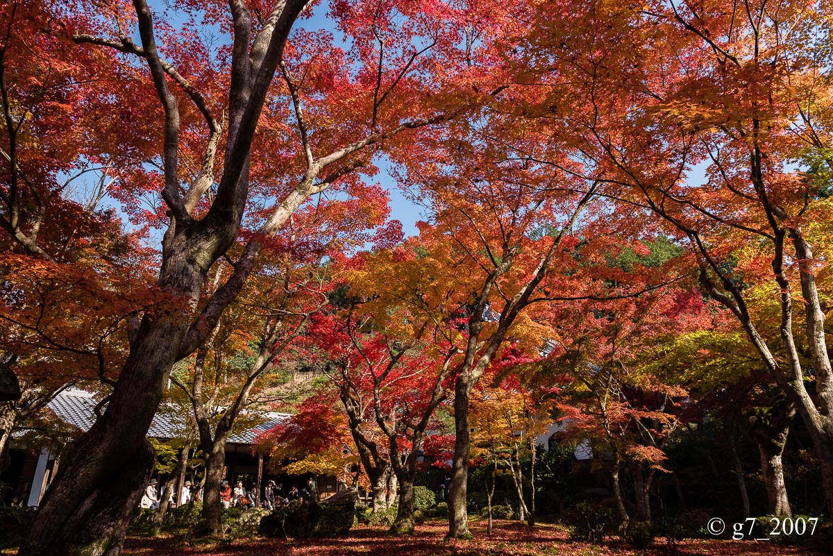 京都の紅葉 2014　〜圓光寺〜_f0152550_1843212.jpg