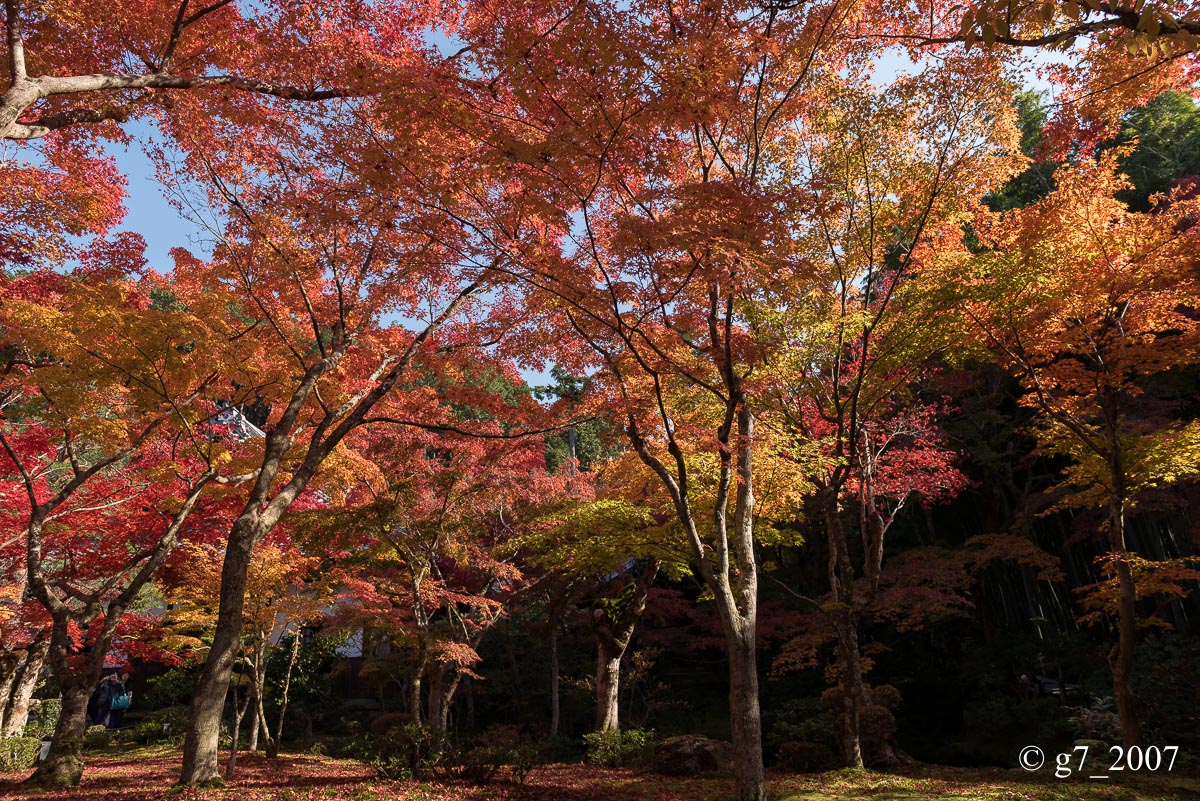 京都の紅葉 2014　〜圓光寺〜_f0152550_18433857.jpg