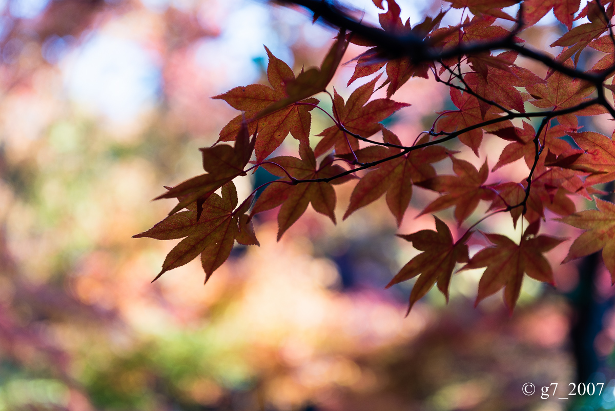 京都の紅葉 2014　〜圓光寺〜_f0152550_18441970.jpg