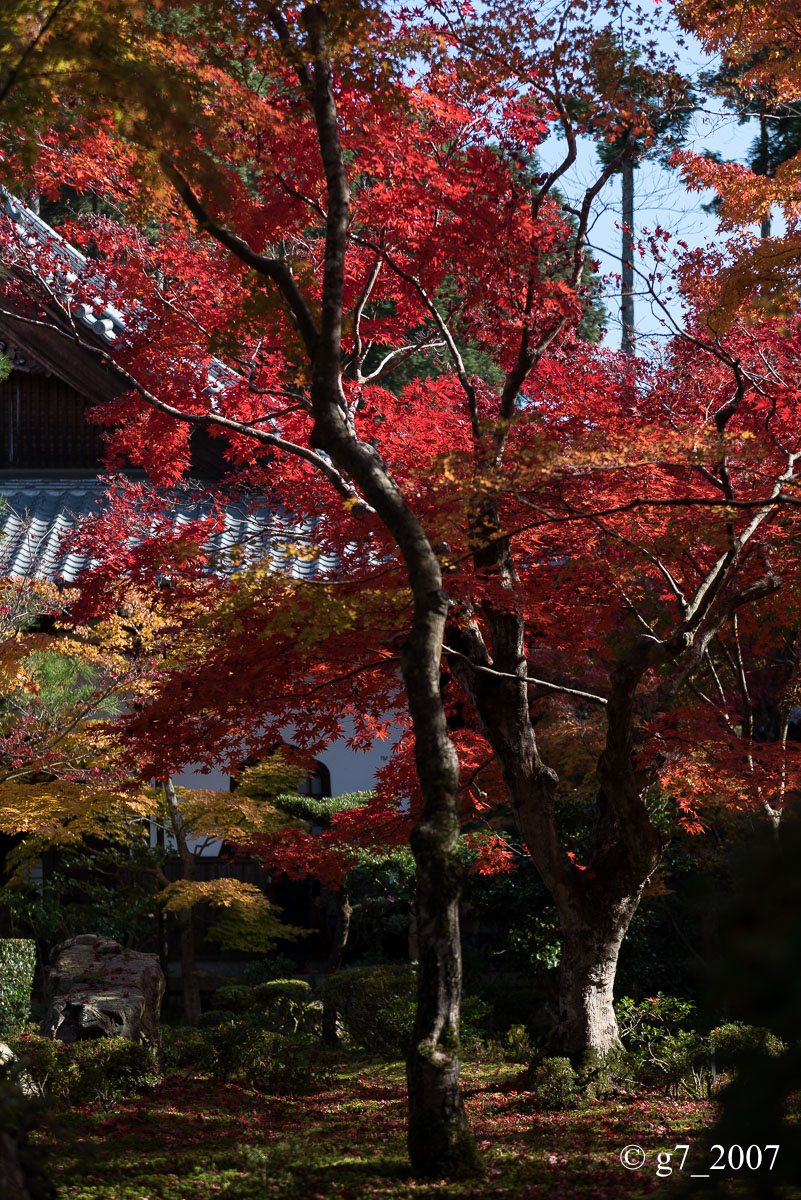 京都の紅葉 2014　〜圓光寺〜_f0152550_18444129.jpg