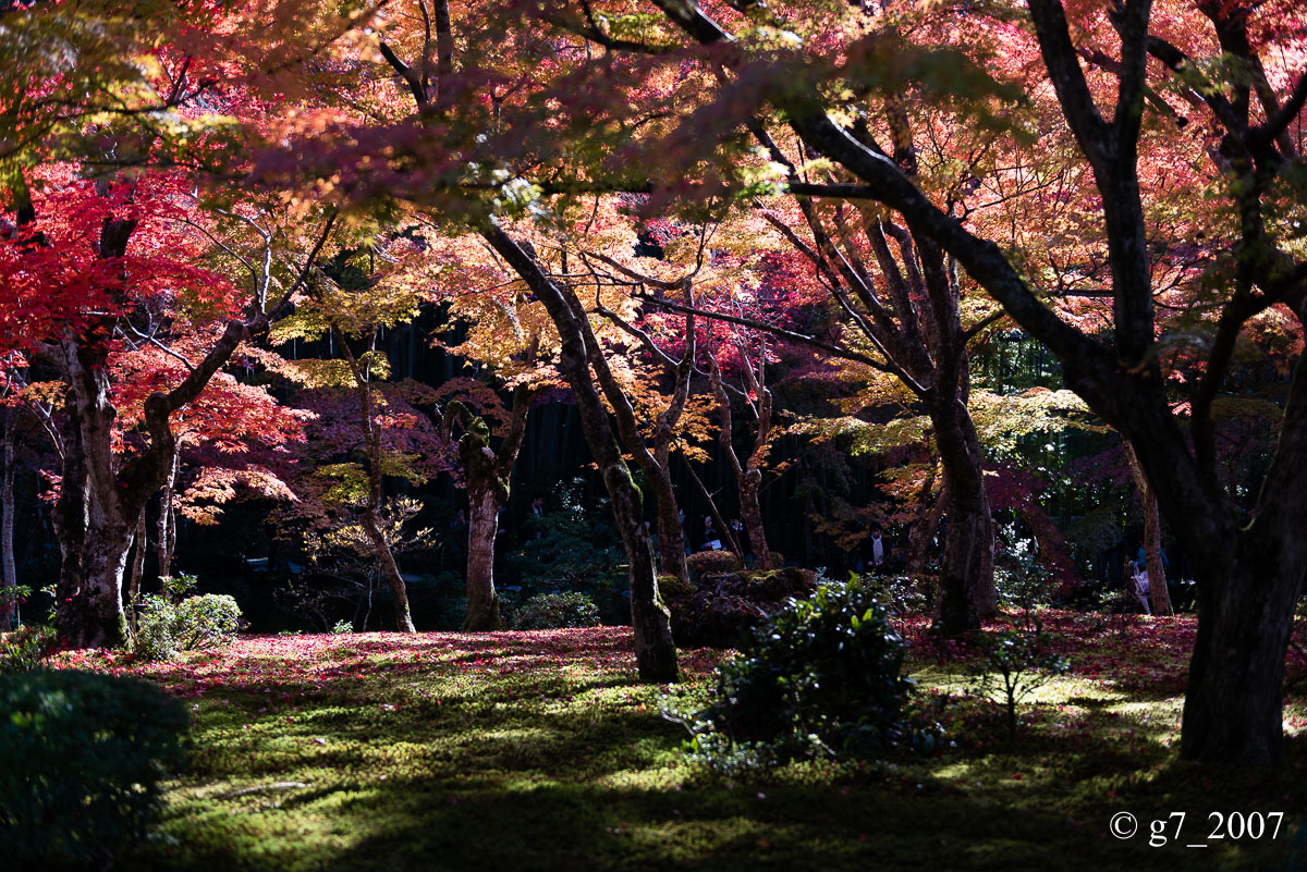 京都の紅葉 2014　〜圓光寺〜_f0152550_18454415.jpg