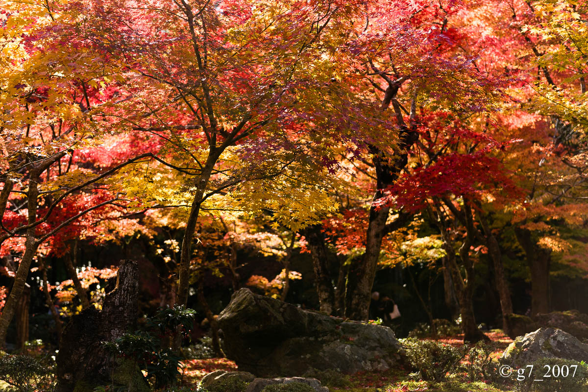 京都の紅葉 2014　〜圓光寺〜_f0152550_18462331.jpg