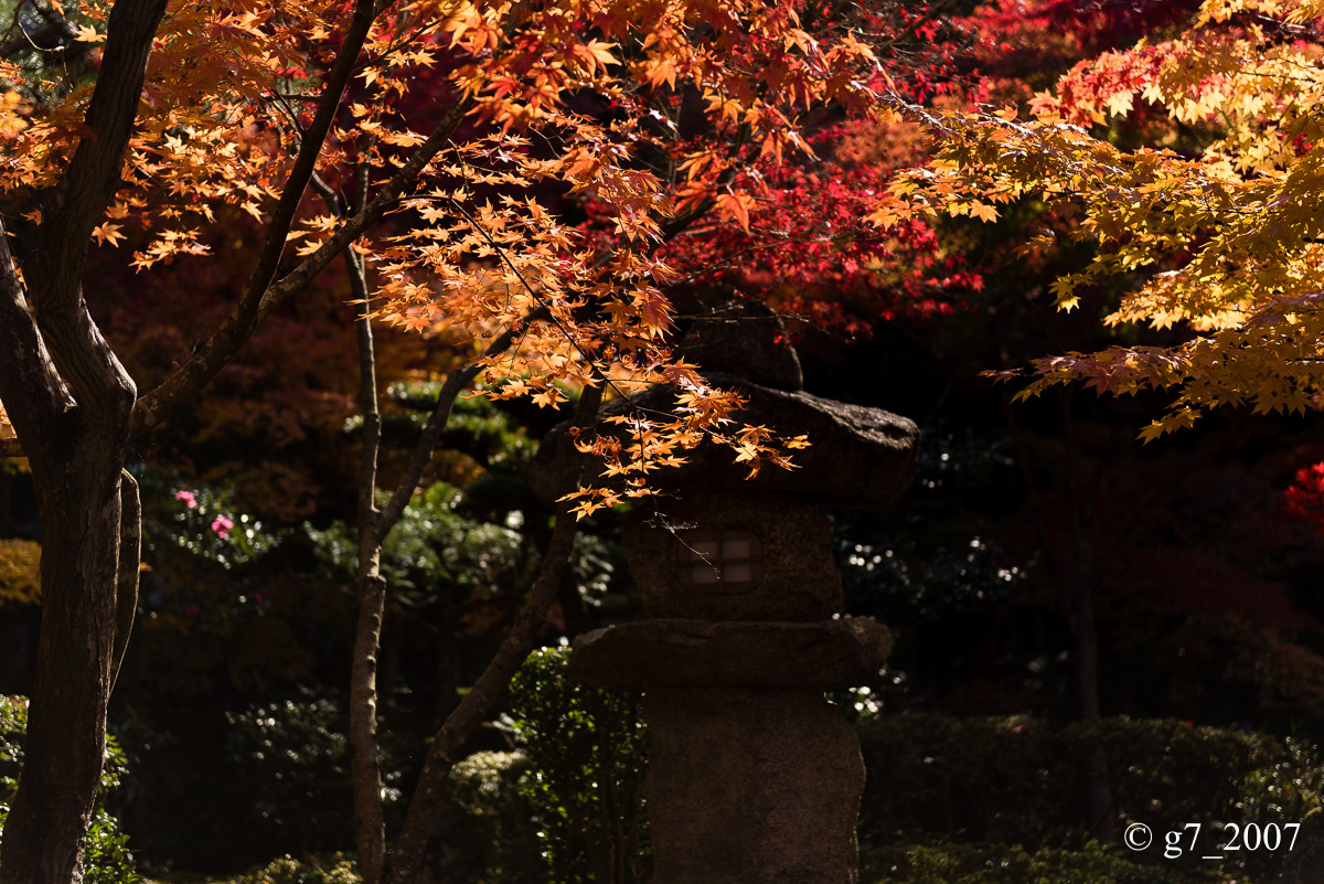 京都の紅葉 2014　〜圓光寺〜_f0152550_1846431.jpg