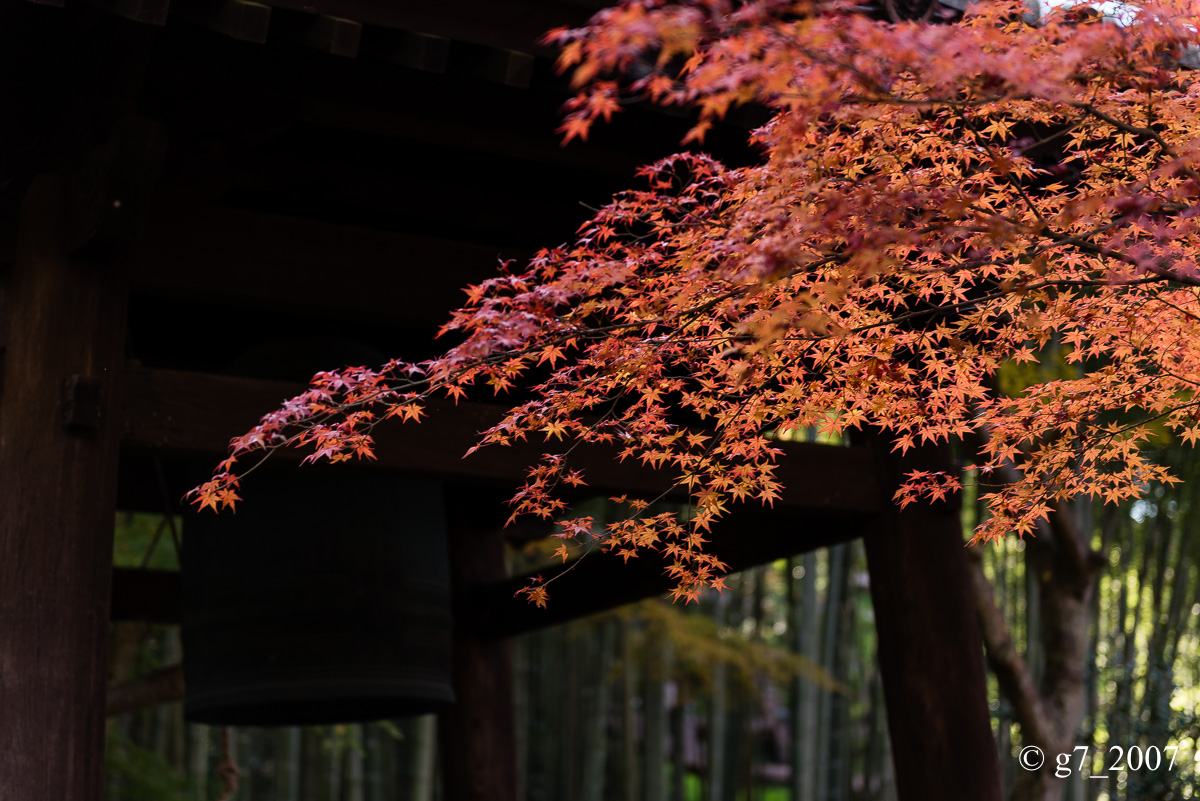 京都の紅葉 2014　〜圓光寺〜_f0152550_18471956.jpg