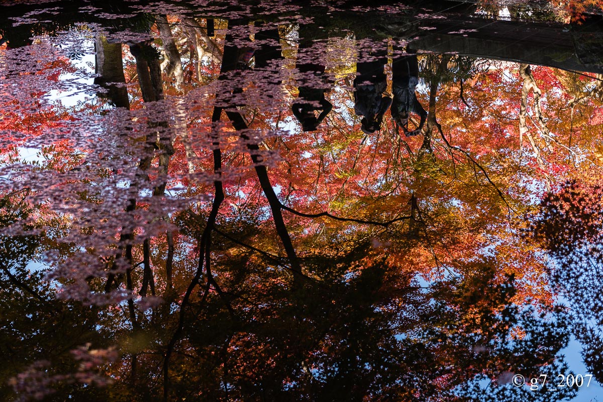 京都の紅葉 2014　〜圓光寺〜_f0152550_18482951.jpg