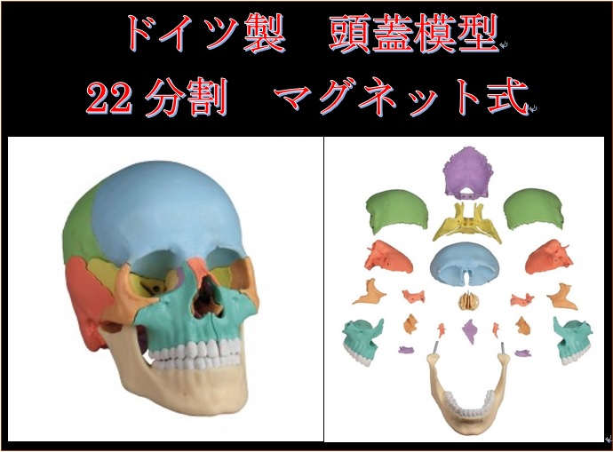 ドイツ エルラージマー社　22分割 マグネット式 頭蓋骨模型 ドイツ エルラージマー社 22分割 マグネット式 頭蓋骨 模型 ERLER