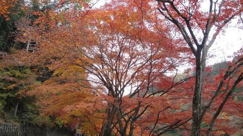 2014年 鎌北湖紅葉祭りサイクリング_c0055552_15263856.jpg