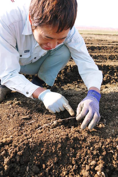 有機栽培の水田ごぼう ごぼうの種まき その2_a0254656_17244285.jpg